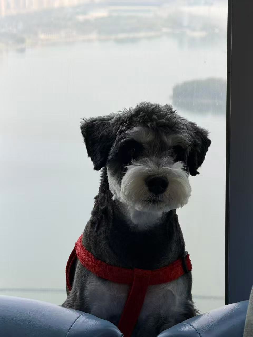 Kaka wearing a red harness beside a window