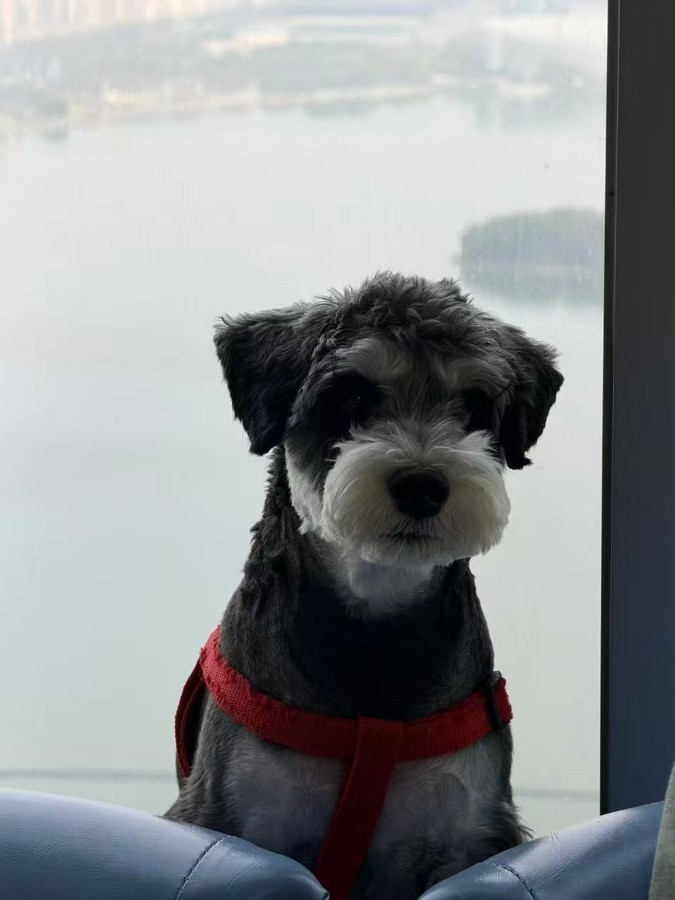 Kaka wearing a red harness beside a window